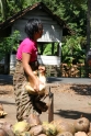 Manual coconut shelling, Java Pangandaran Indonesia 1